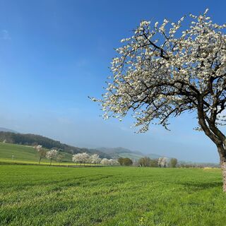 Kirschblüte in der Rühler Schweiz - Kirschenweg (Go 3)