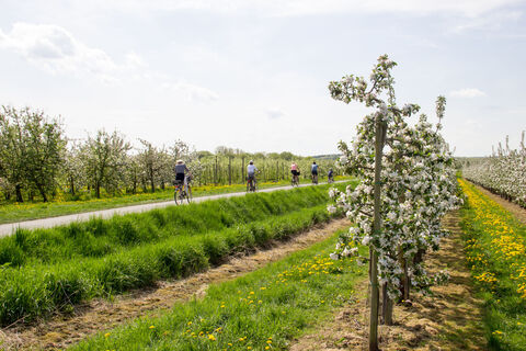 2018 Frühling Meckenheimer Blütentour