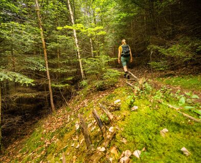 Hinein in den Buchenwald
