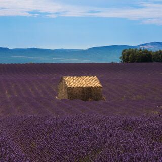 Lavendel Plateau von Valensole