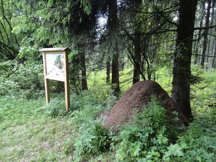 Ameisenhaufen