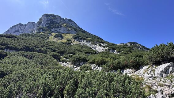 Foto von Mountain Cat ? ⛰️ entlang der Tour