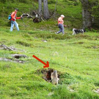 Die Murmeltiere in der Nähe der Steinalm sind Besuch gewöhnt, aber sicher ist sicher.