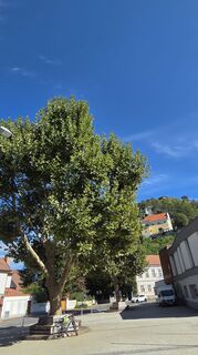 Fotografija s spletne strani Adelheid Lautner na poti
