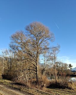 Fotografija s spletne strani Mangolein na poti