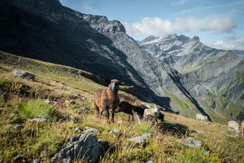 Auf dem Abstieg zur Tschingelenalp
