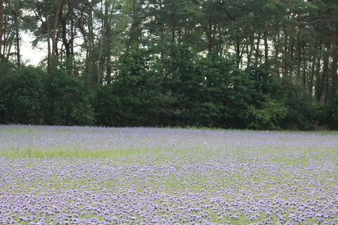 Blumenwiese