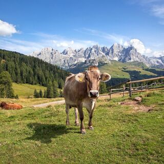 Panorama auf die Pale di San Martino von der Malga Bocche