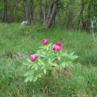 Blüte entlang gesendet. CAI 990