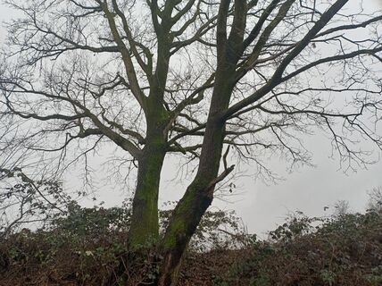 Fotografija s spletne strani Diego Giovannelli na poti