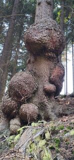 Zdjęcie z Josef Frys wzdłuż trasy