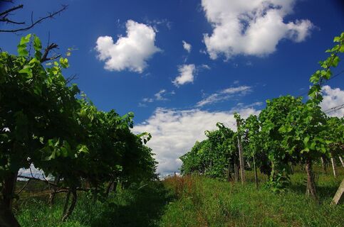 Der Weg führt auch an Weingärten vorbei
