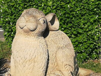 einer der vielen Sandhasen in Weisenheim am Sand