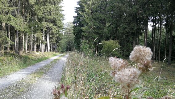 Von Köthnitz zu den Wolcheteichen