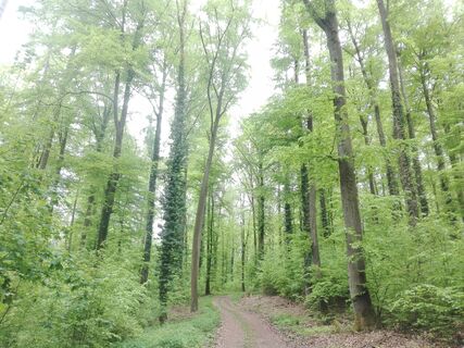 Schlosswald
