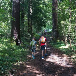 Baumpfad in Gnadenwald