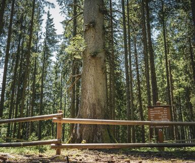 Danieltanne, mächtigste Weißtanne des Schwarzwaldes