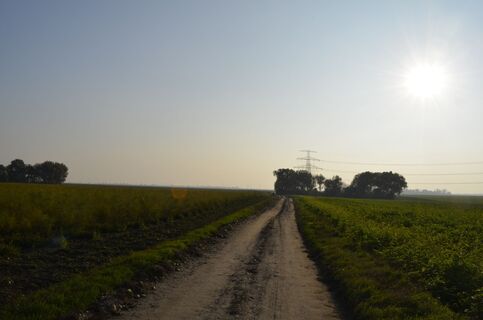 Quer übr das Feld