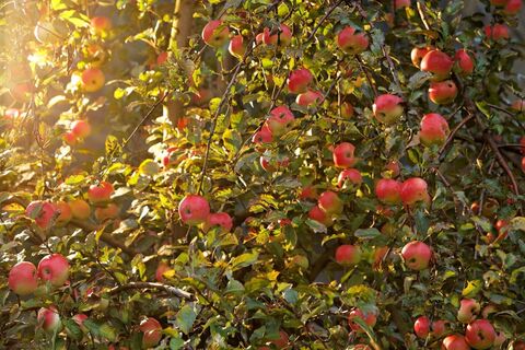 Streuobstbäume mit saftigen Äpfeln säumen die Tour