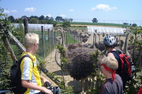 Strausse in Auffen