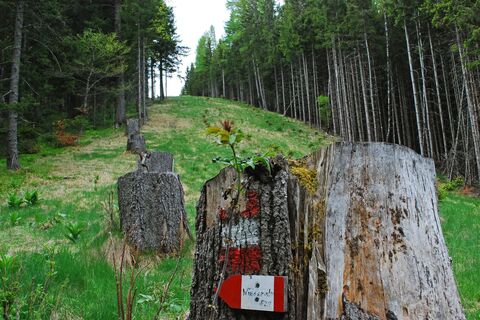 Hochalm aus dem Utschgraben über Eisenpass und Herrenkogel