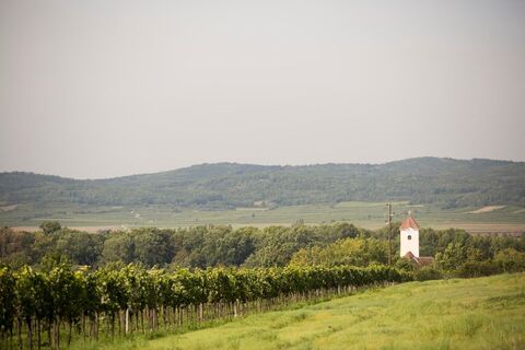 Weingärten rund um Pulkau