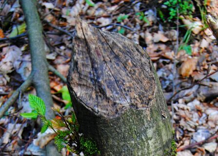 Biberspuren