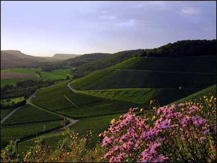 Weinberge bei Gündelbach
