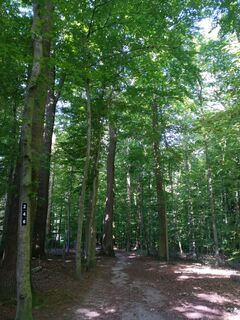 Schattiger Wanderweg durch Salzufler Stadtforst