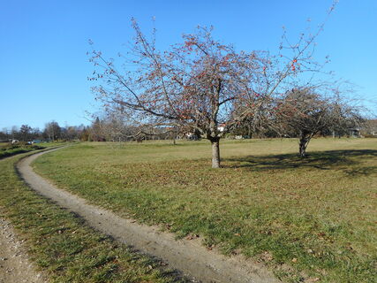 Apfelbaum bei Aichschieß