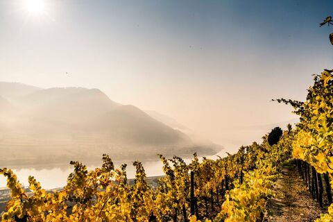 Weinrieden im Herbst in Spitz