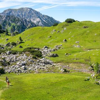 rinderfeld-wandern-filzmoos-sommerurlaub