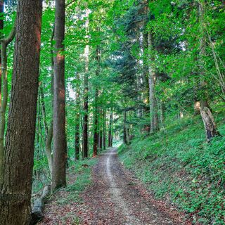 Teufelsloch-Runde - am Boßler