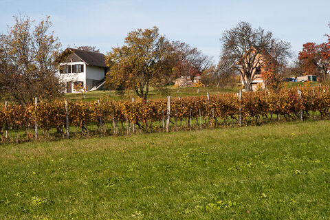 Weinberg Markt Neuhodis