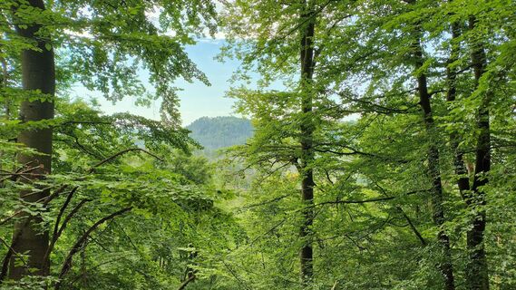 Fotografija s spletne strani Peter Groen na poti