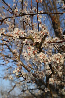 Obstblüten im Vorgebirge
