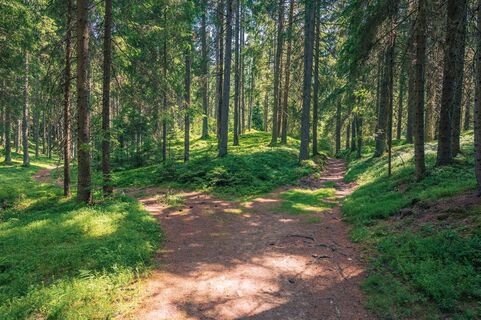 Weggabelung im Wald