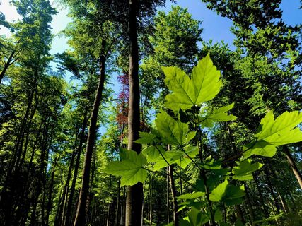 Buchenwald an der Großen Mittweida