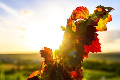 web Image Wein Herbst1