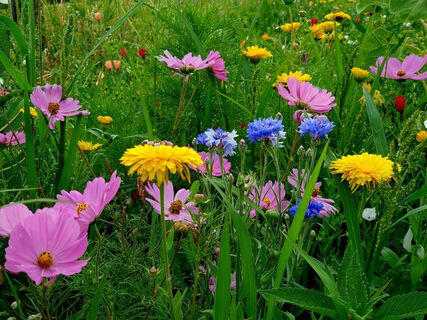 Sonnenblumen