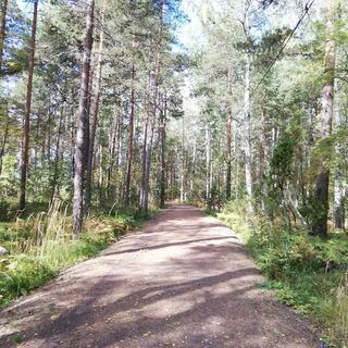 Pappilanniemen Naturpfad