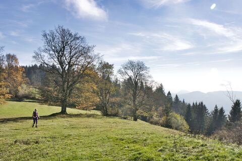 Rüsteralm