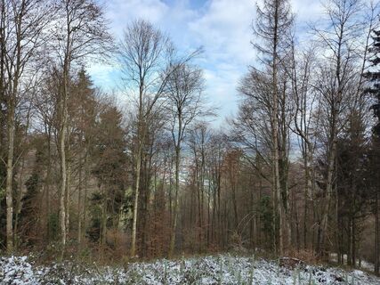 Photo de Herr Dachs le long du parcours