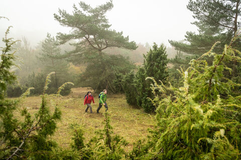 Durch Wacholderbüsche wandern auf dem Schneifelpfad, Schönecker Schweiz