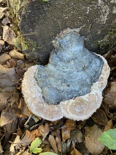 Fotografie de la Hanspeter Probst de-a lungul turului