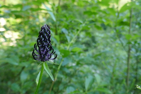 Schwarze Teufelskralle