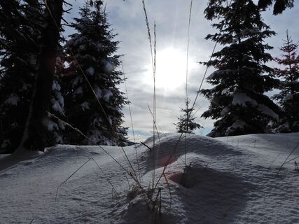 Feistritzsattel - Harterkogel