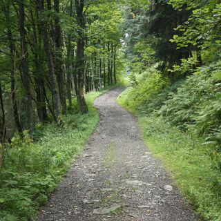 Weg zur Truckenthannalm