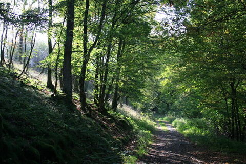 Wanderweg zur Urftstaumauer