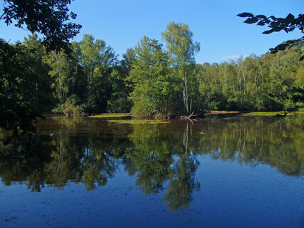 Leyenweiher in der Wahner Heide